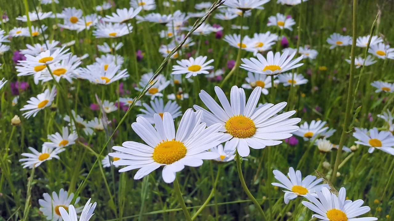 Margeriten Wiese - Maliqi Gartenbau